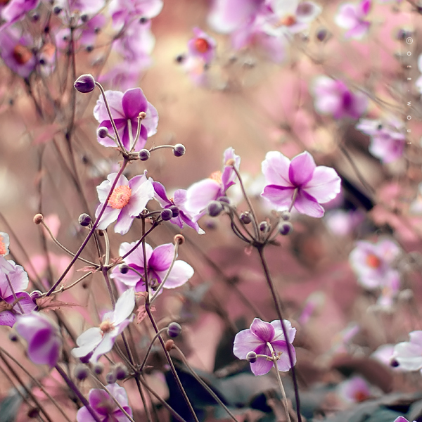        Flowers Valley