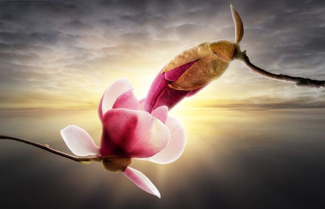 Фото Розовые орхидеи на фоне спокойного моря, сюрреалистические работы John Wilhelm / Джон Вильгельм