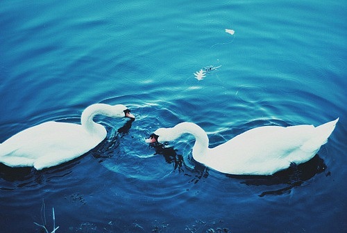 Фото Лебеди на воде