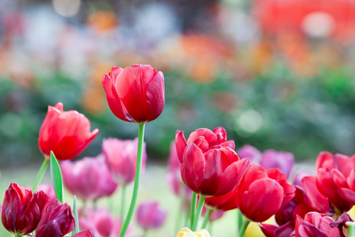 Фото Темно-розовые тюльпаны