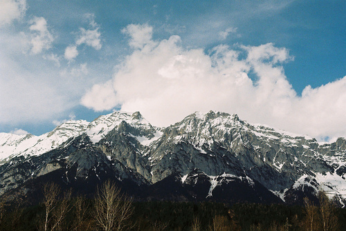 Фиалка вершины гор фото