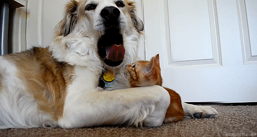 Фото Рыжий кот цапает зевающую собаку за язык и убегает