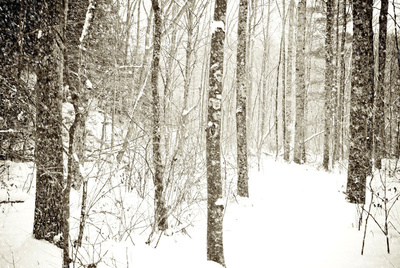 Фото Лес под толщей снега, фотограф Joy StClaire