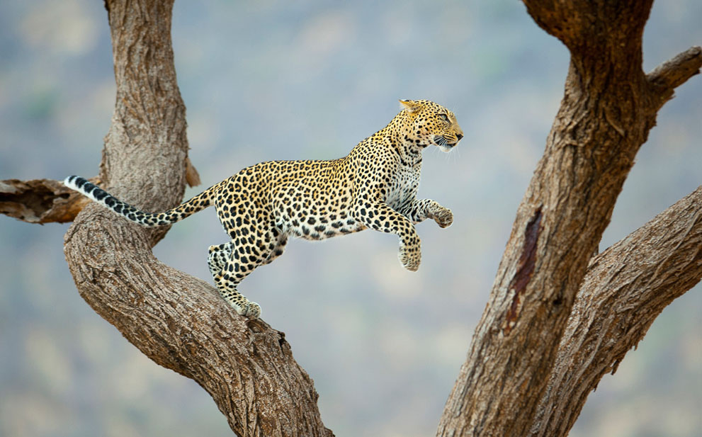 Foto Afrikanskij Leopard Prygaet Po Derevyam V Nacionalnom Zapovednike Kenii Afrika Kenya Africa