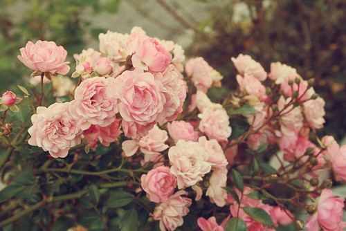 Фото Куст розовых диких роз