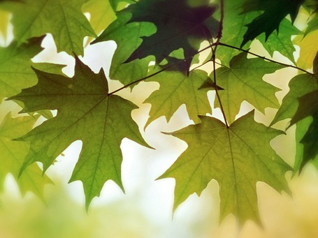 Распускающиеся листья фото