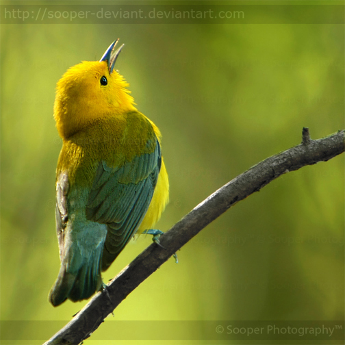 Птица желтая с черными крыльями фото название