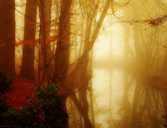 Фото Пруд в туманном осеннем лесу, фотограф Неллеке Питерс / Nelleke Pieters