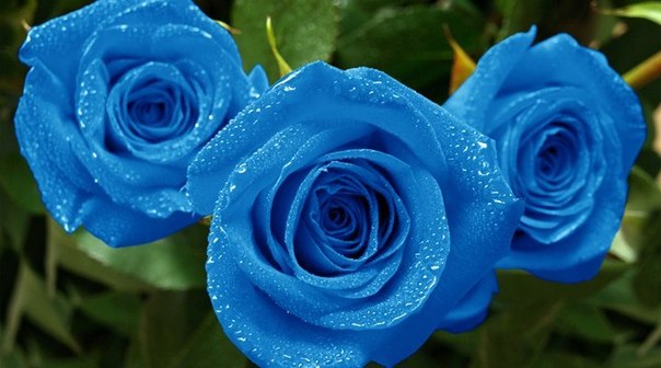 Фото Синие розы в росе