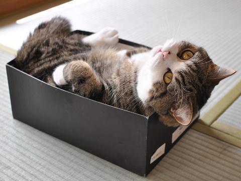 Фото Кот лежит в коробке из под обуви, страница