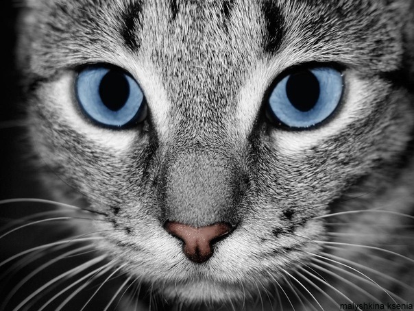 Фото Кошка с голубыми глазами