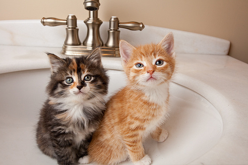 Фото Два котенка сидят в раковине