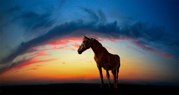 Фото Лошадь на фоне красивого заката