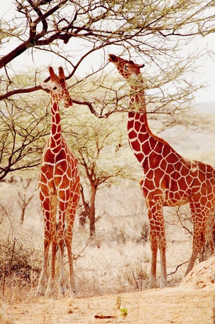 Жираф на водопое (62 фото) - фото - картинки и рисунки: скачать бесплатно