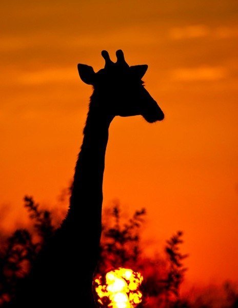 Фото Жираф на фоне заката