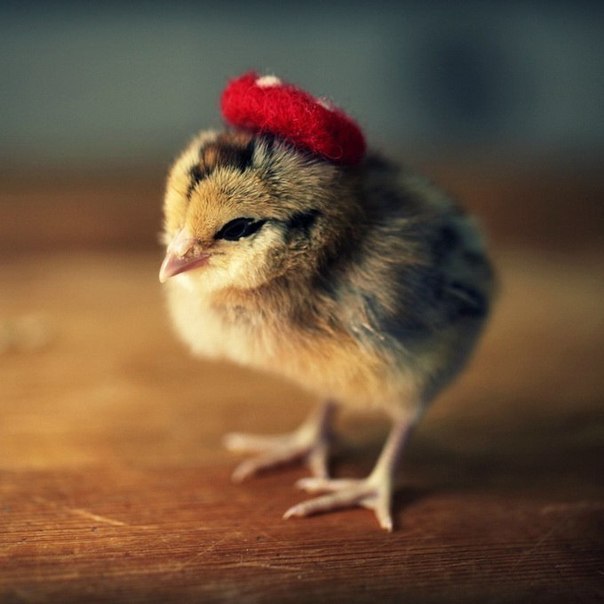 Фото Маленький цыпленок в красном берете