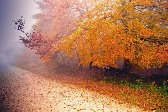 Фото Осенние деревья возле дороги