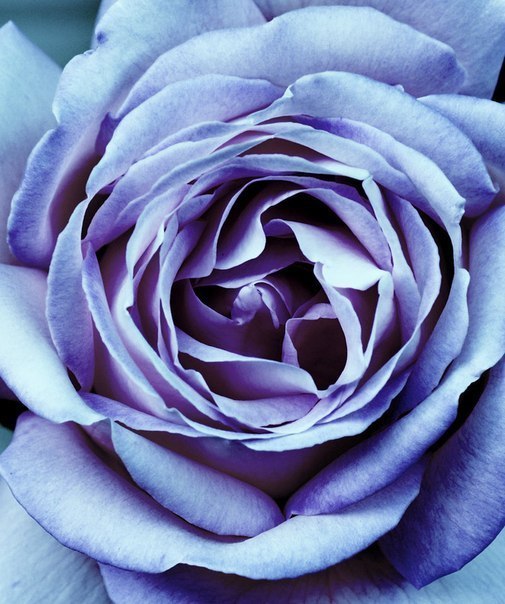 Фото Нежно фиолетовая роза