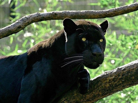 Фиалка черная пантера фото
