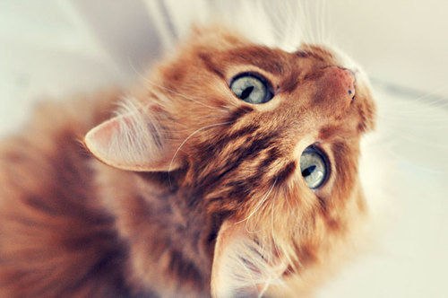 рыжая кошка с голубыми глазами