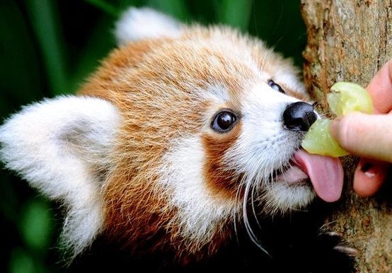 Фото Милая, красная панда ест виноград с рук человека