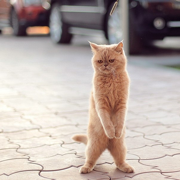 Фото Рыжий кот стоит на двух лапах