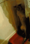 Фото Кошка прячется за шторку стоя в лотке на задних лапках