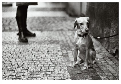 Фото Женские ноги и привязанная собачка, смотрящая вдаль....два таких разных одиночества