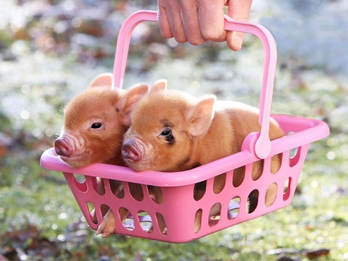 Фото Два поросенка в розовой корзине