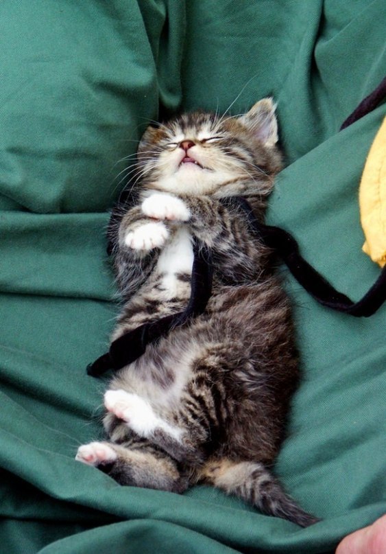 Фото Котёнок спит на спинке