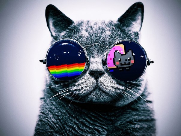 Фото Кот в очках с отражением игры Nyan Cat - Lost in Space