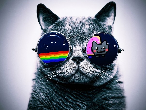 Foto Kot V Ochkah S Otrazheniem Igry Nyan Cat Lost In Space