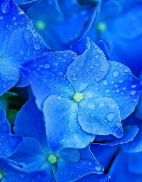 Обои на айфон синие цветы