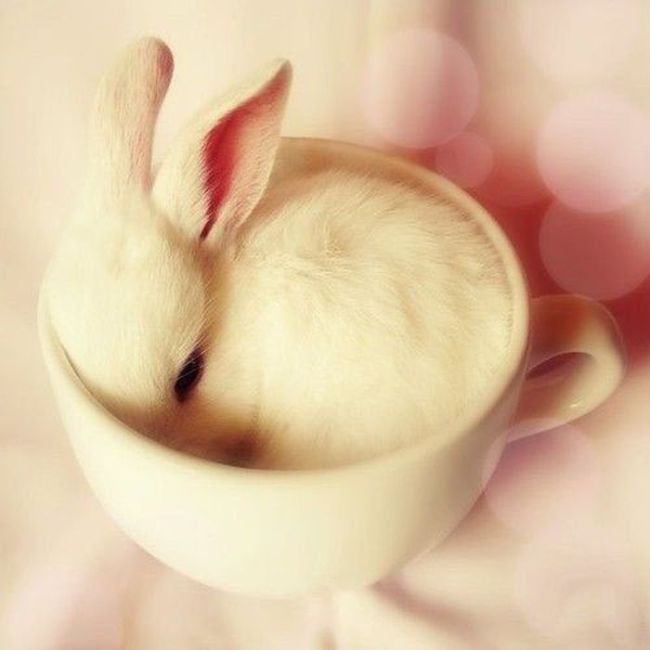Фото Белый кролик в кружке