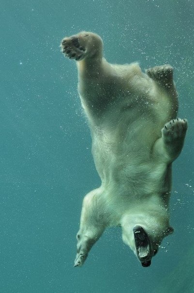 Фото Белый медведь плавает под водой