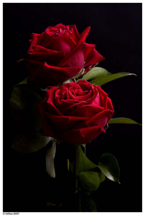 Две Розы Фото