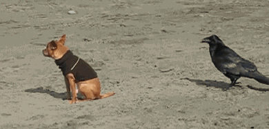 Фото Ворона клюёт собачку в хвостик 