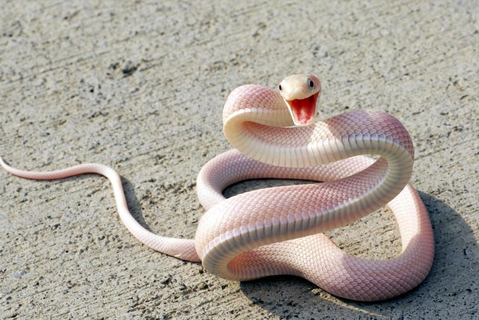 Фото Розовая змея с открытой пастью