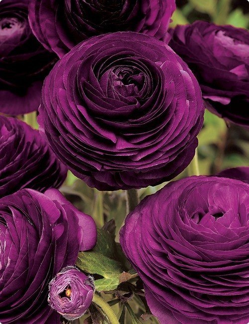 Фото Фиолетовые цветы