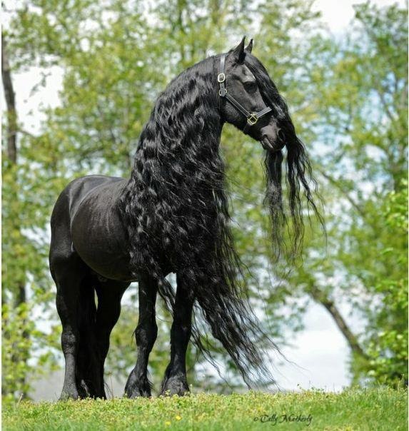 Фото Красивая черная лошадь на фоне природы