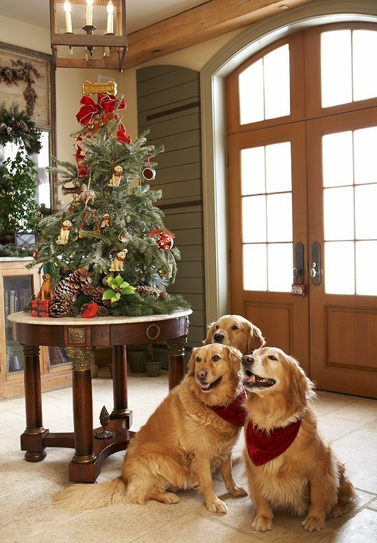 Фото Три собаки породы золотистый ретривер сидят около порога рядом со столиком и новогодней елкой