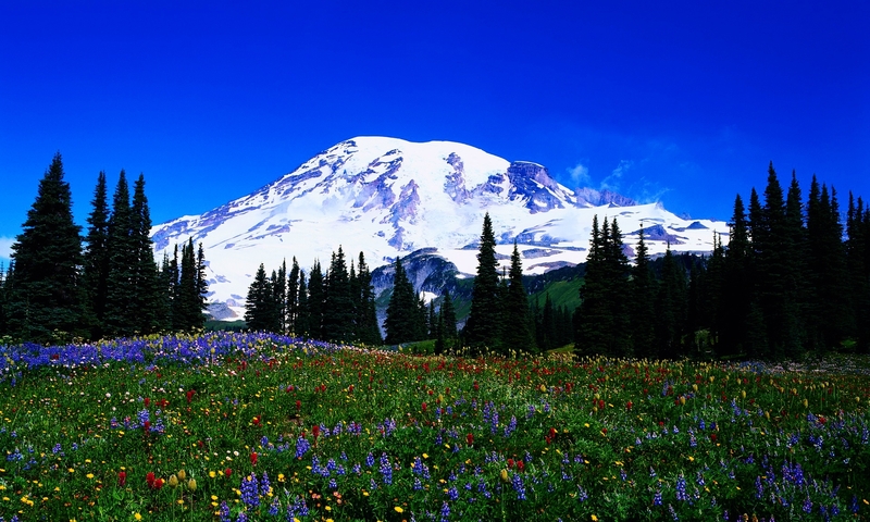 Фото Красивое цветочное поле, окруженное зелеными, еловыми деревьями, на фоне гор, покрытых снегом и голубого неба