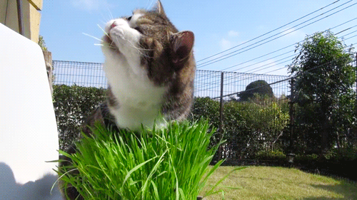 Фото Кот ест траву
