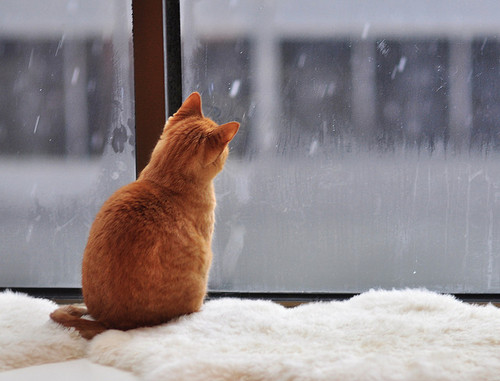 Фото Рыжий кот, сидя на подоконнике, смотрит на снегопад за окном