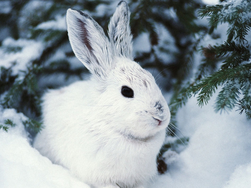 Белый заяц среди снега и еловых веток