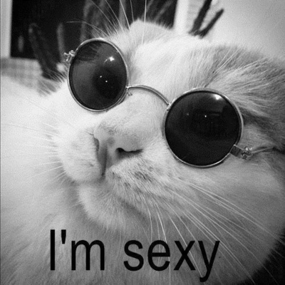 Фото Белый кот в черных очках ( I'm sexy / Я секси)