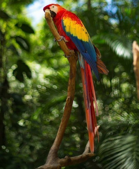 Фото Попугай ара сидит на ветке дерева на фоне пальм