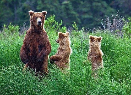 Фото Медведь с двумя медвежатами