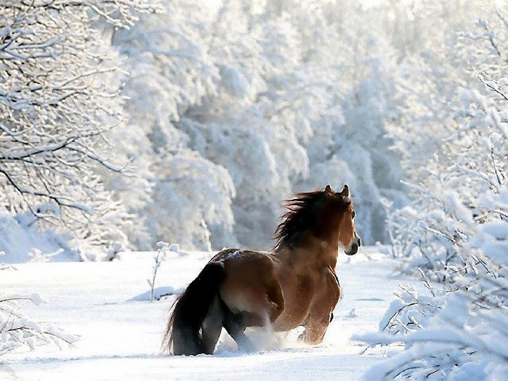 Фото лошадей зимой