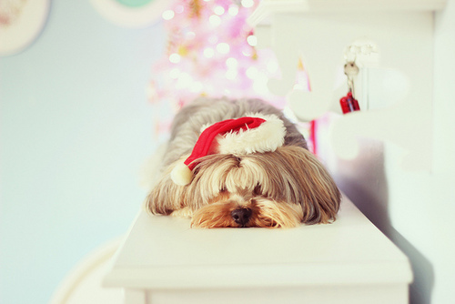 Фото Лохматая собака в новогодней шапочке лежит на столе